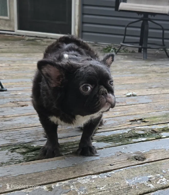 Missy  – French Bulldog puppy for sale in Aurora, IL
