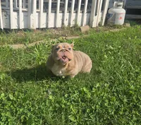 Chelsea, a female English Bulldog for sale in Aurora, IL – 4 of 6