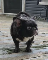 Missyy, a female French Bulldog for sale in Aurora, IL – 2 of 5