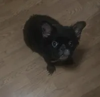 Missy , a female French Bulldog for sale in Aurora, IL – 1 of 1