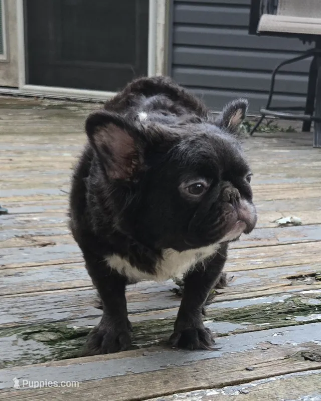 Missyy – French Bulldog puppy for sale in Aurora, IL