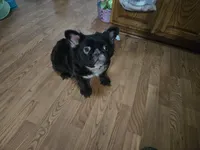 Missy , a female French Bulldog for sale in Aurora, IL – 3 of 3