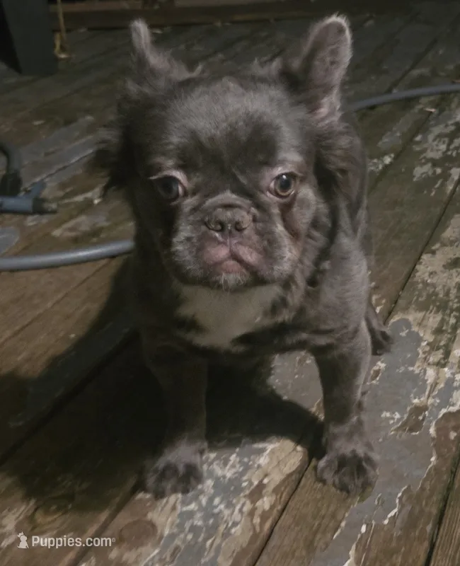 Neila – French Bulldog puppy for sale in Aurora, IL