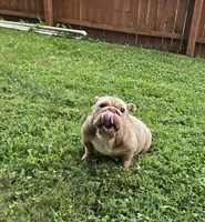 Chel, a female English Bulldog for sale in Aurora, IL – 3 of 6