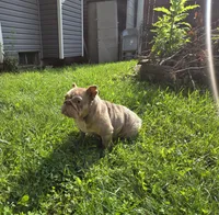 Chelsea, a female English Bulldog for sale in Aurora, IL – 6 of 6