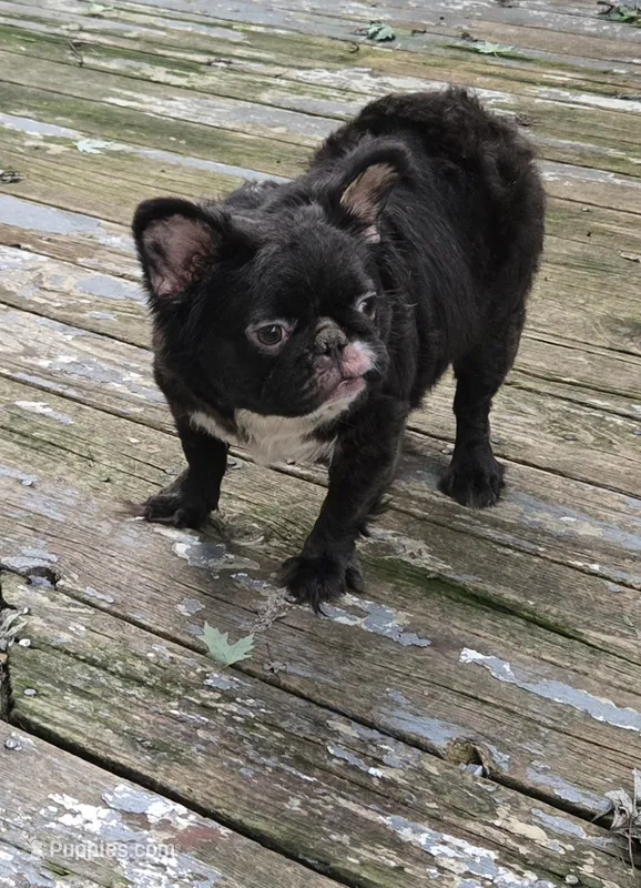 Missy  – French Bulldog puppy for sale in Aurora, IL