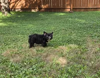 Missyy, a female French Bulldog for sale in Aurora, IL – 3 of 4