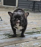 Missyy, a female French Bulldog for sale in Aurora, IL – 5 of 5