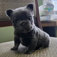 Jojo, a male French Bulldog for sale in Aurora, IL – 1 of 3
