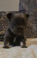 Jojo, a male French Bulldog for sale in Aurora, IL – Photo 2 of 8