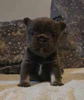 Jojo, a male French Bulldog for sale in Aurora, IL – Photo 5 of 8