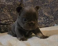 Jojo, a male French Bulldog for sale in Aurora, IL – Photo 8 of 8