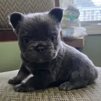 Jojo, a male French Bulldog for sale in Aurora, IL – 2 of 3