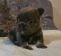 Jojo, a male French Bulldog for sale in Aurora, IL – Photo 6 of 8