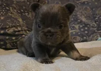 Jojo, a male French Bulldog for sale in Aurora, IL – Photo 3 of 8