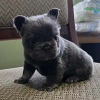 Jojo, a male French Bulldog for sale in Aurora, IL – 3 of 3