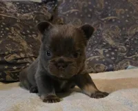 Jojo, a male French Bulldog for sale in Aurora, IL – Photo 4 of 8