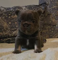 Jojo, a male French Bulldog for sale in Aurora, IL – Photo 1 of 8