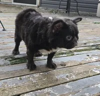 Missyy, a female French Bulldog for sale in Aurora, IL – 3 of 5