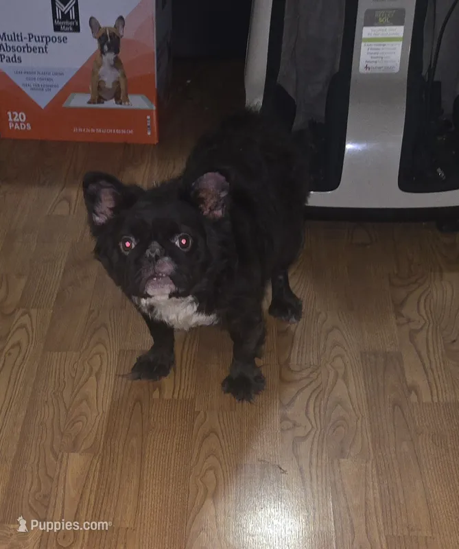 Missy  – French Bulldog puppy for sale in Aurora, IL