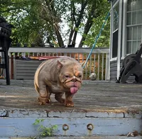 Chelseaaaa, a female English Bulldog for sale in Aurora, IL – 4 of 6