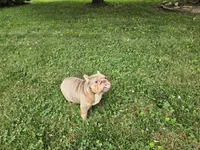 Chel, a female English Bulldog for sale in Aurora, IL – 4 of 6