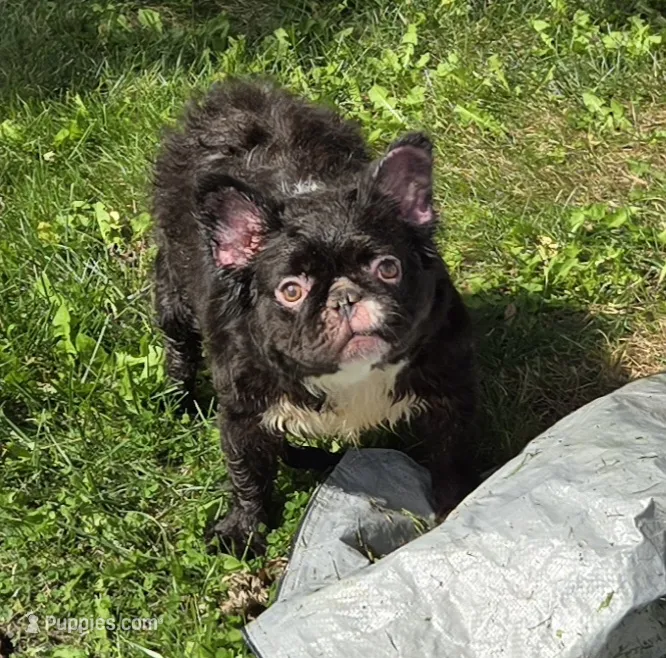 Missy  – French Bulldog puppy for sale in Aurora, IL