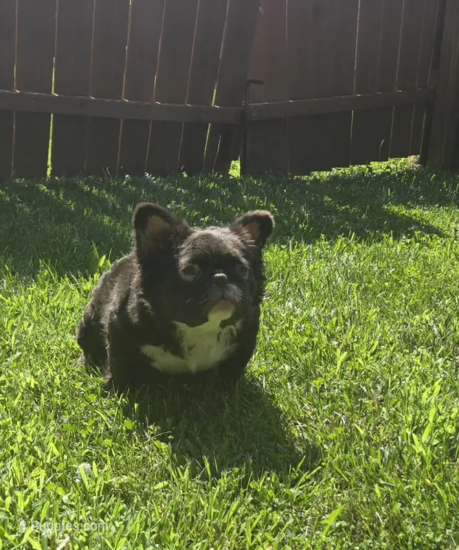 Missy  – French Bulldog puppy for sale in Aurora, IL