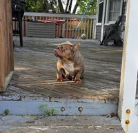 Chelseaaaa, a female English Bulldog for sale in Aurora, IL – 2 of 6