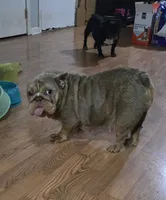 Chelsea, a female English Bulldog for sale in Aurora, IL – 3 of 3