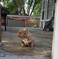 Chelseaaaa, a female English Bulldog for sale in Aurora, IL – 3 of 6