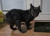 Neila, a female French Bulldog for sale in Aurora, IL – 3 of 3