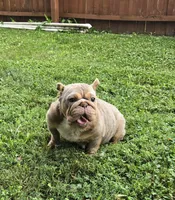 Chelsea, a female English Bulldog for sale in Aurora, IL – 3 of 4