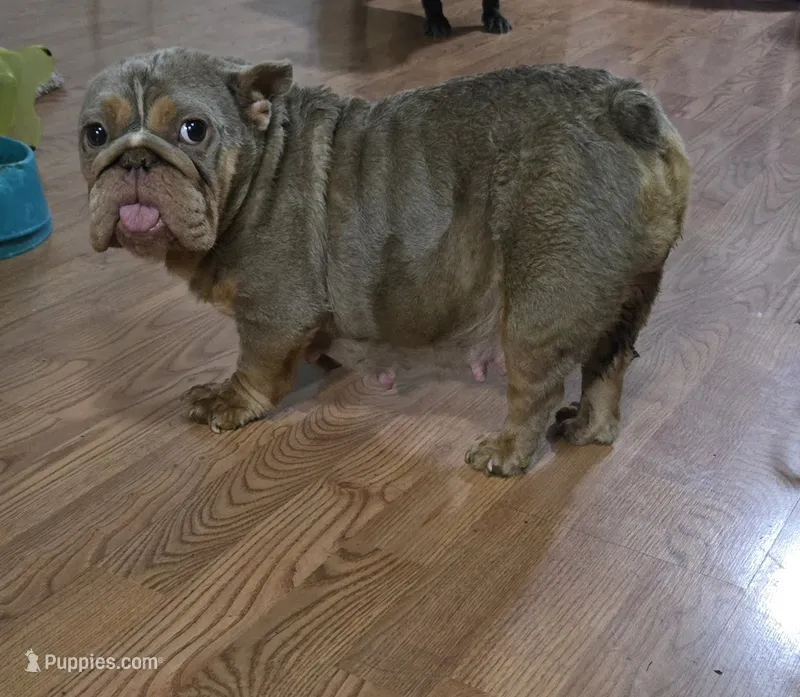 Chelsea – English Bulldog puppy for sale in Aurora, IL