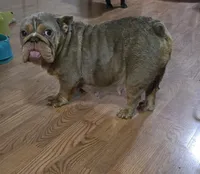 Chelsea, a female English Bulldog for sale in Aurora, IL – 1 of 3