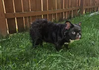 Misssy, a female French Bulldog for sale in Aurora, IL – 5 of 5