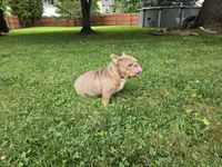 Chel, a female English Bulldog for sale in Aurora, IL – 6 of 6