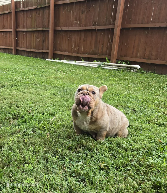 Chel – English Bulldog puppy for sale in Aurora, IL
