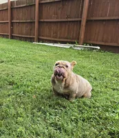 Chel, a female English Bulldog for sale in Aurora, IL – 1 of 6