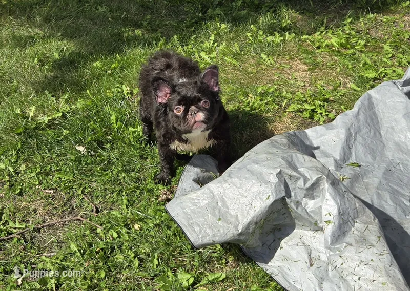 Missyy – French Bulldog puppy for sale in Aurora, IL