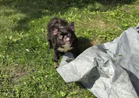 Missyy, a female French Bulldog for sale in Aurora, IL – 1 of 4