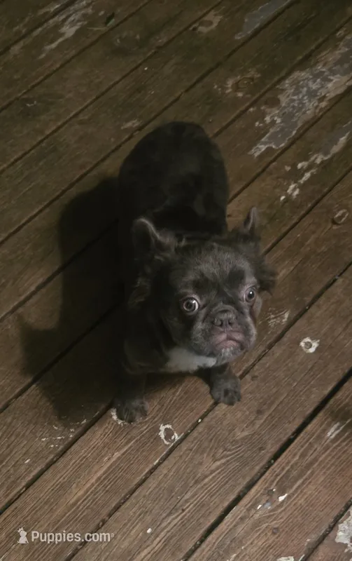 Neila – French Bulldog puppy for sale in Aurora, IL