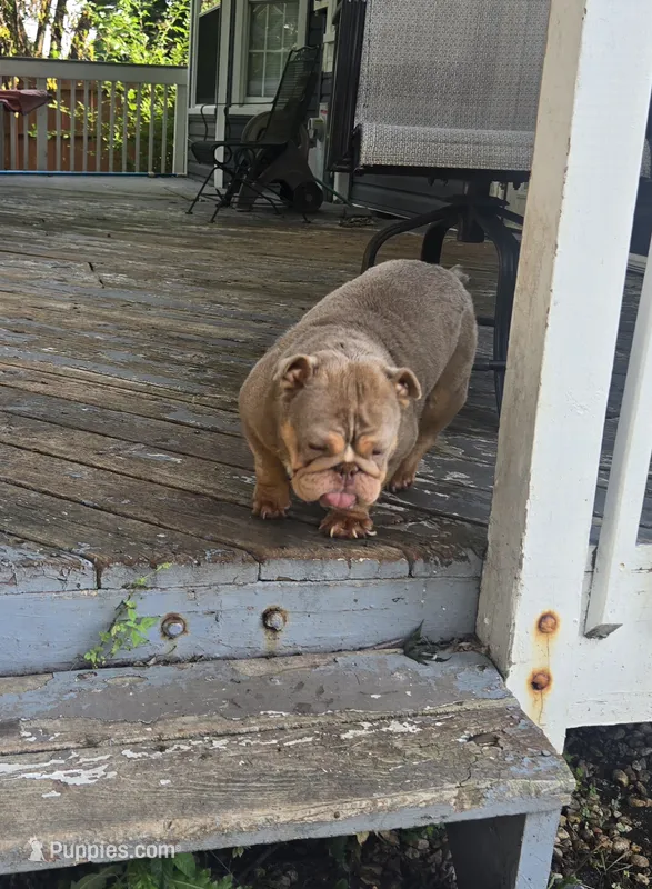 Chelsea – English Bulldog puppy for sale in Aurora, IL