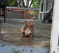 Chelseaaaa, a female English Bulldog for sale in Aurora, IL – 1 of 6