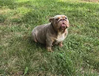Chelseaaaa, a female English Bulldog for sale in Aurora, IL – 5 of 6