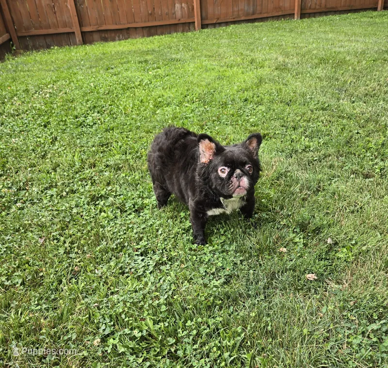 Missy  – French Bulldog puppy for sale in Aurora, IL