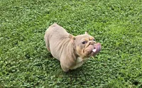 Chelsea, a female English Bulldog for sale in Aurora, IL – 4 of 4
