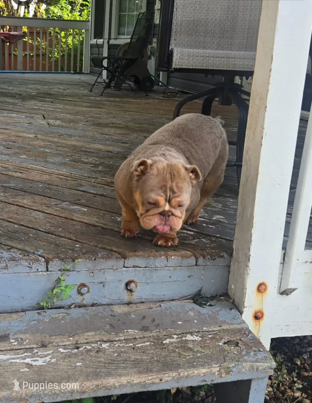 Chelsea – English Bulldog puppy for sale in Aurora, IL