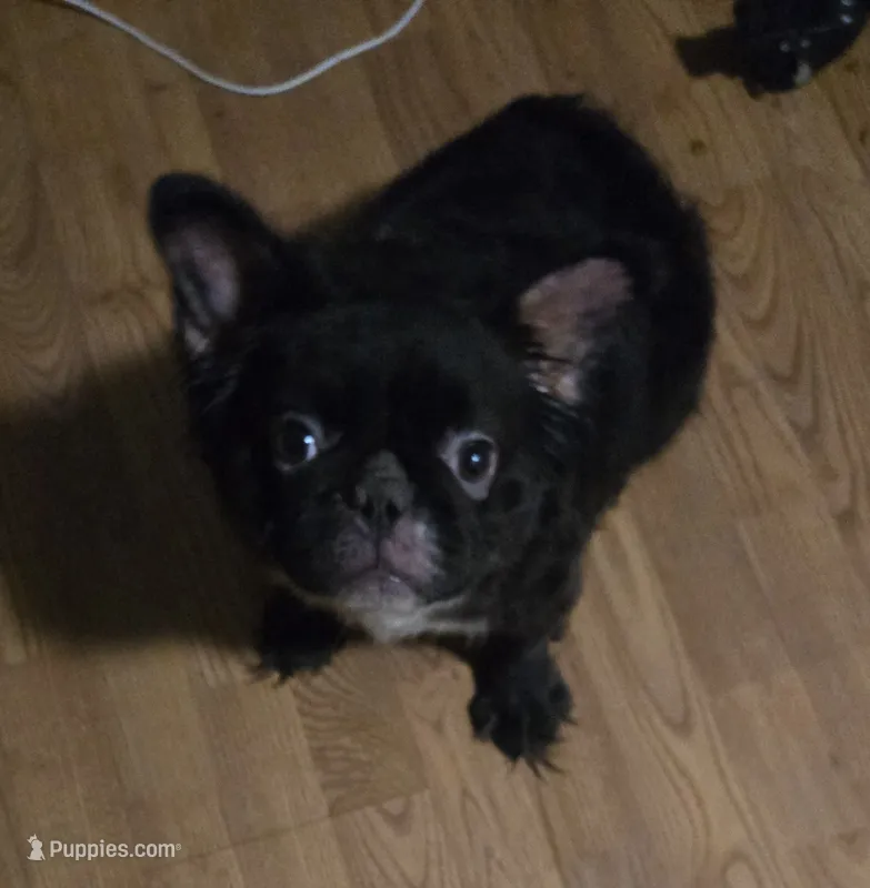 Missy  – French Bulldog puppy for sale in Aurora, IL