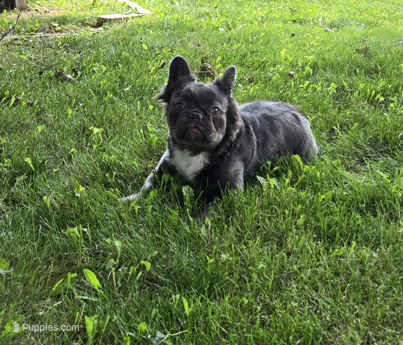 Neila – French Bulldog puppy for sale in Aurora, IL
